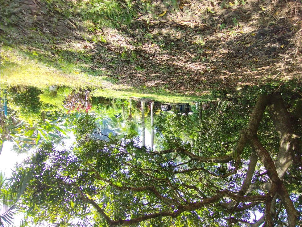 FINCA DE 2.5 HECTAREAS PARA VENTA EN SANTA ROSA DE LIMA - 6