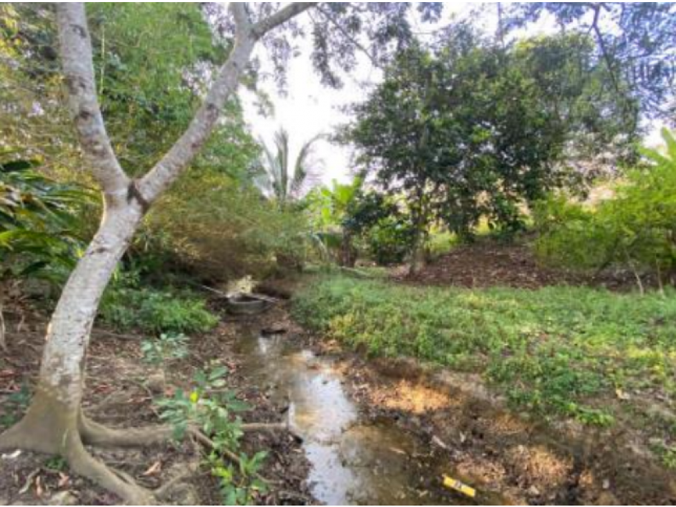 LOTE DE 1.5 HA PARA VENTA EN BAYUNCA — foto 3