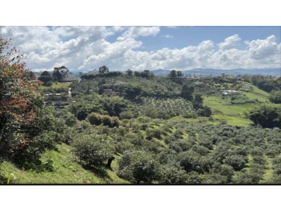 Vendo finca en Marinilla (Antioquia) con cultivo de Aguacate Hass — foto 2