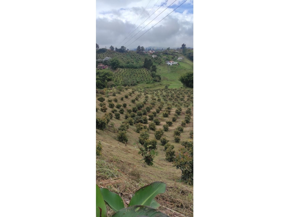 Vendo finca en Marinilla (Antioquia) con cultivo de Aguacate Hass — foto 3