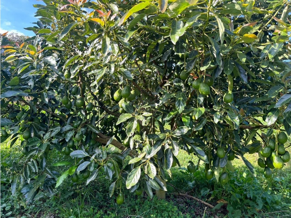 Vendo finca en Marinilla (Antioquia) con cultivo de Aguacate Hass — foto 4