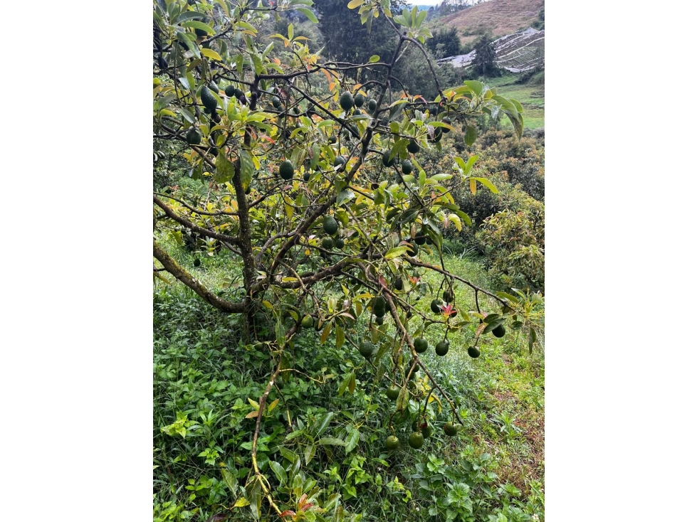Vendo finca en Marinilla (Antioquia) con cultivo de Aguacate Hass — foto 5