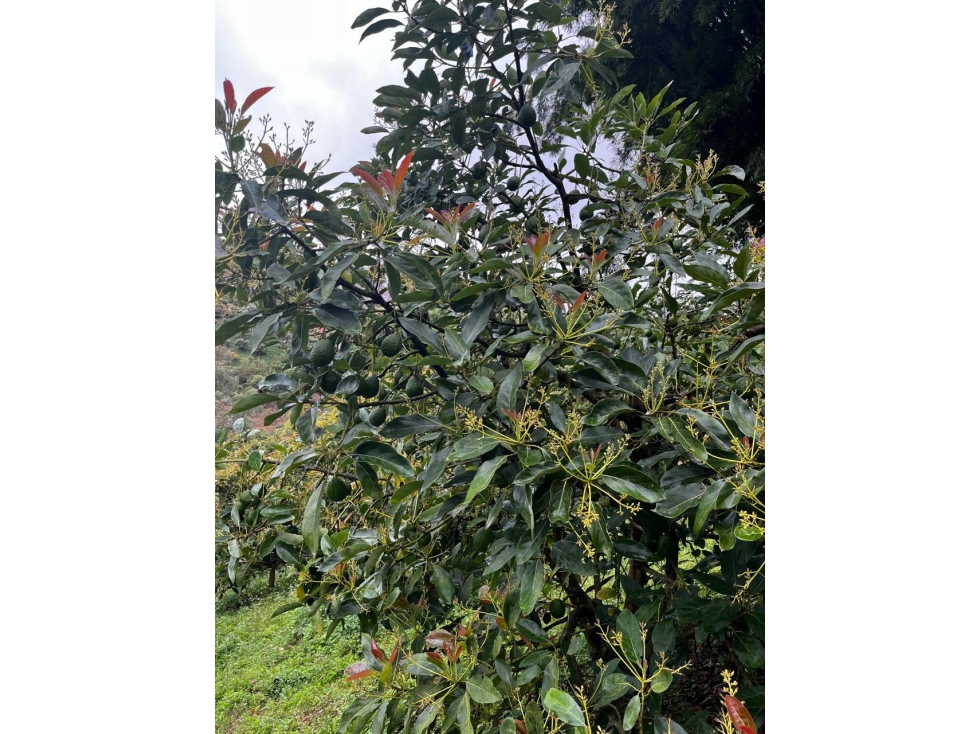 Vendo finca en Marinilla (Antioquia) con cultivo de Aguacate Hass — foto 6