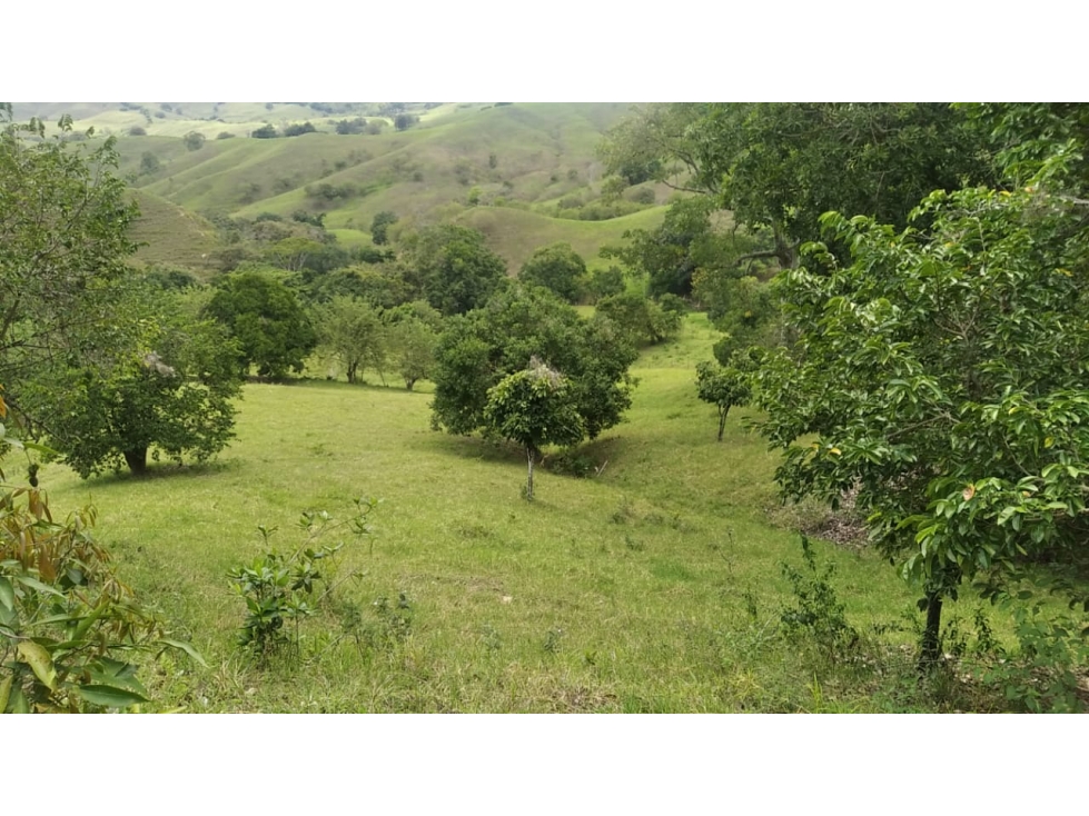 SE VENDE FINCA LLANOS DE LA IBERIA - TULUA - 2