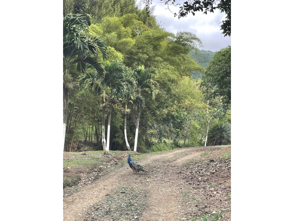FINCA LAS OLIVAS - RESTREPO - 2