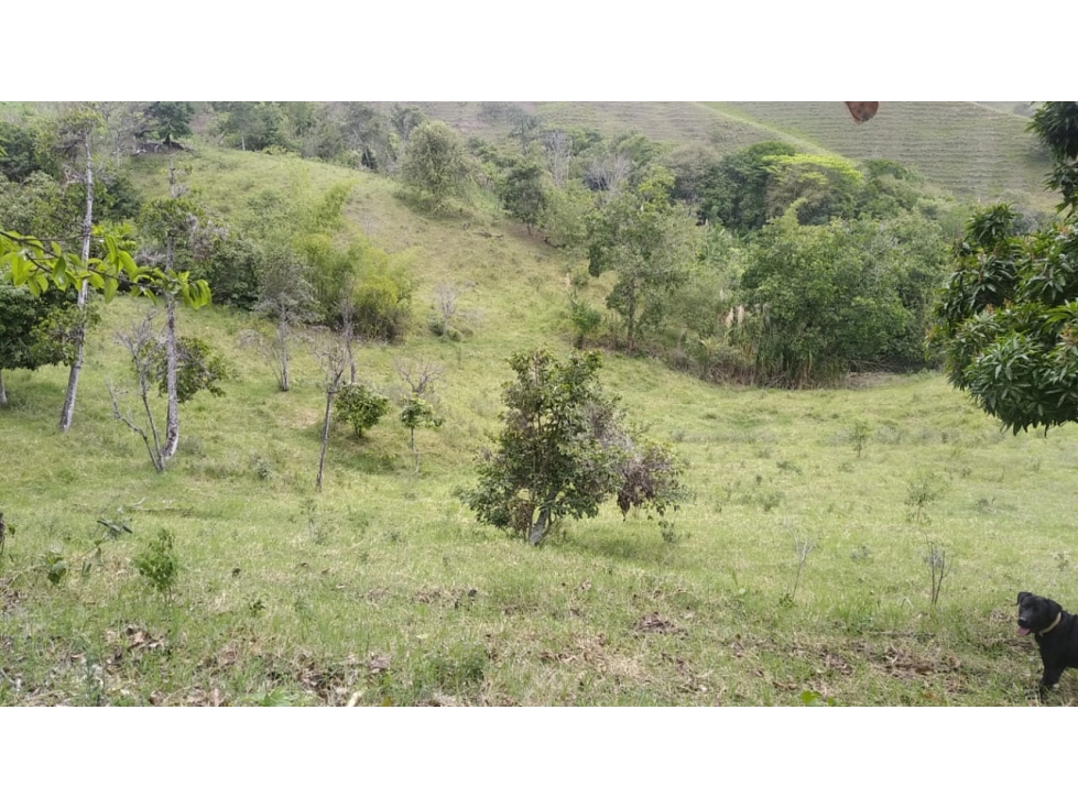 SE VENDE FINCA LLANOS DE LA IBERIA - TULUA - 3