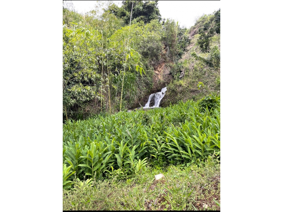 FINCA LAS OLIVAS - RESTREPO - 5