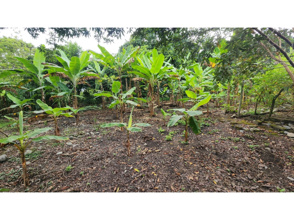SE VENDE FINCA CAMPOALEGRE - TULUA - 6