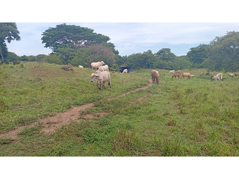 Venta de Terreno en Parita 60 HECTARIAS - 6