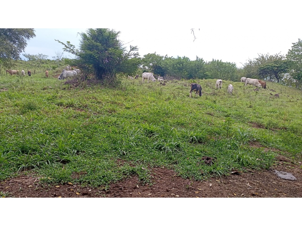 Venta de Terreno en Parita 60 HECTARIAS - 5