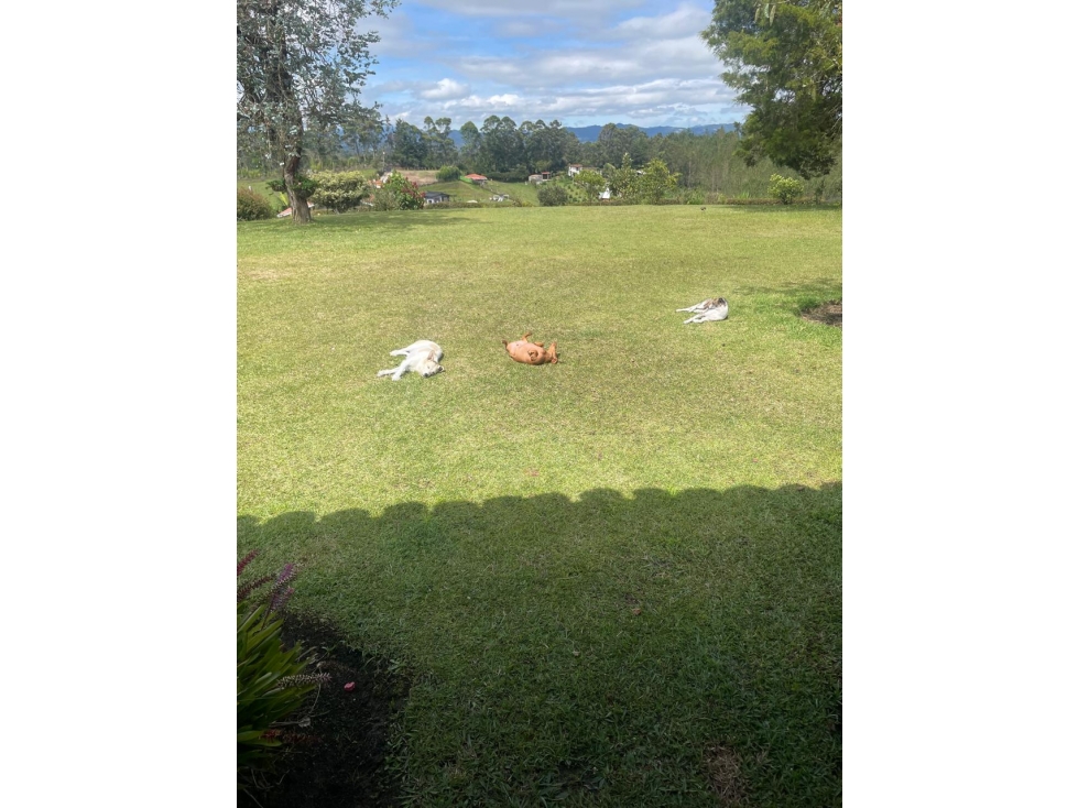 FINCA EN VENTA EN EL CARMEN VIBORAL ANTIOQUIA — foto 4