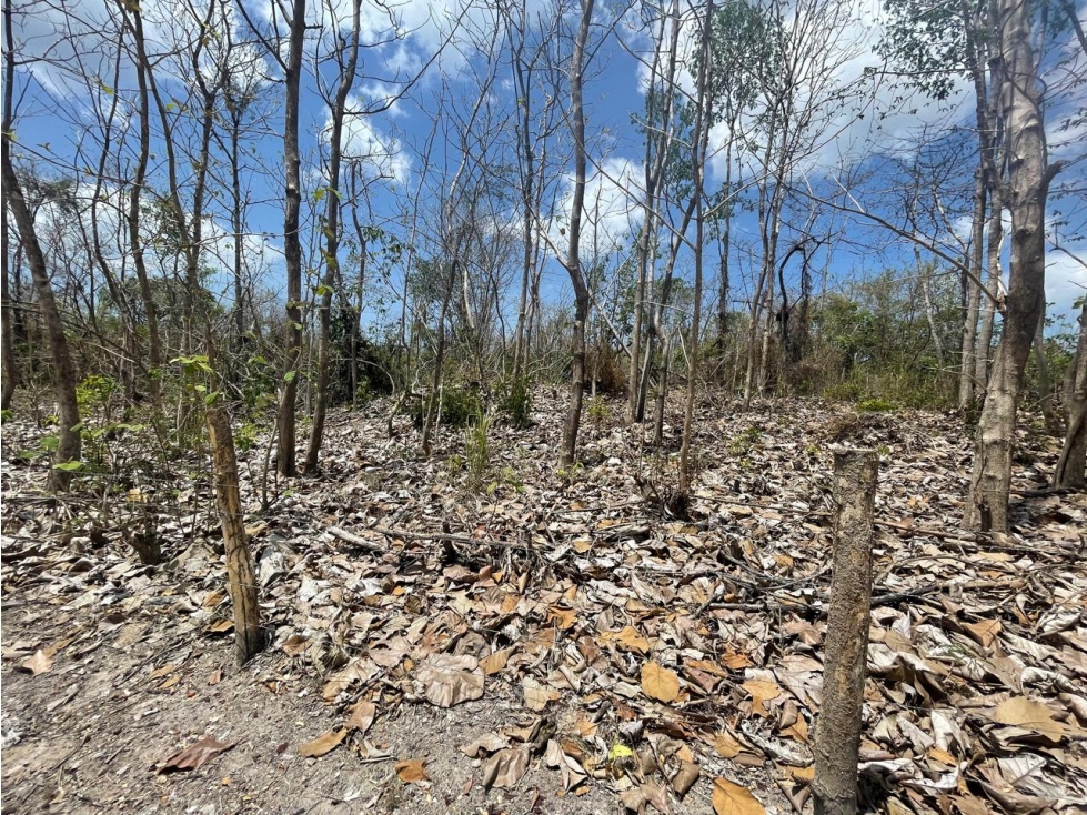 Se Vende Terreno en San Carlos Mata Palo — foto 6