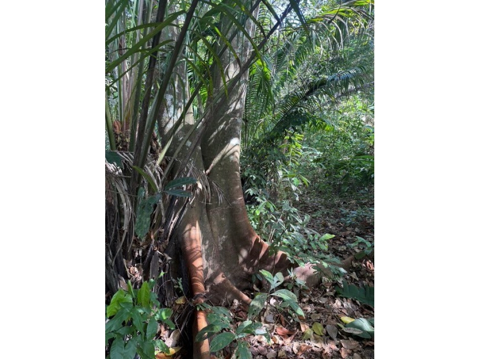 Venta de Finca - Quebrada Ancha Las Cumbres - AR - 3