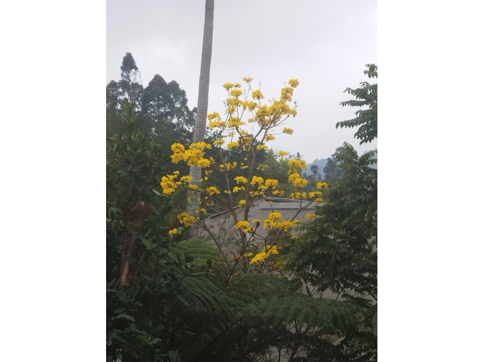 SE VENDE LOTE / CASA LOTE EN SALENTO QUINDÍO - 6
