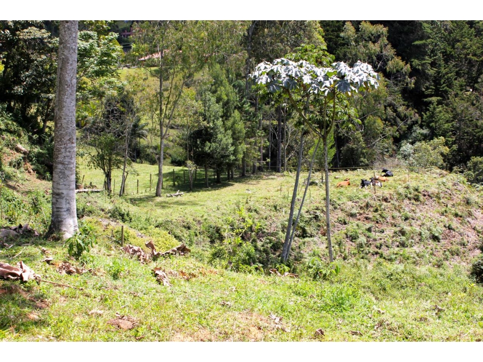 Hermoso lote de 20.000 mts2 en exclusiva zona de Llano Grande — foto 6