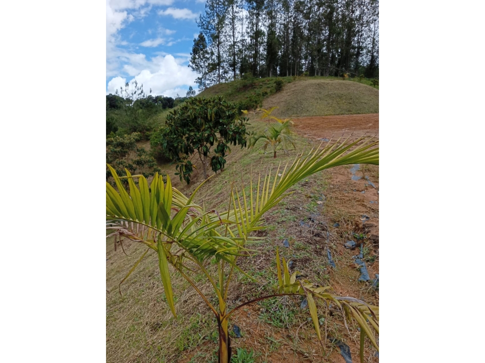 En el Retiro | Lote en Pantanillo Para caballos y vida tranquila — foto 3