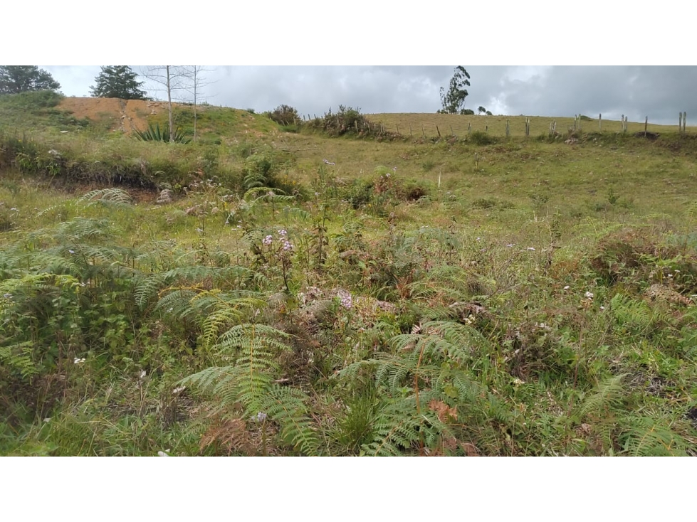 Venta de Lote Independiente en La Ceja, Sector el Capiro