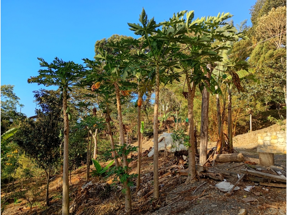 Finca en Venta en Guayabal de Siquíma a pocos km de Facatativá. - 2