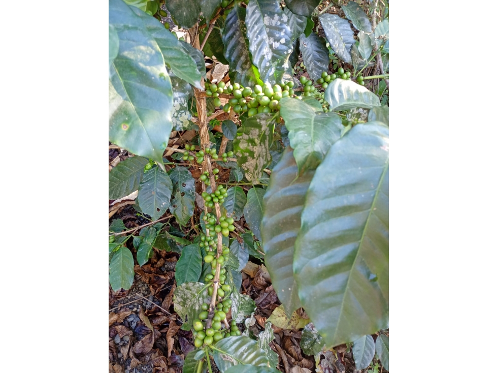 Finca en Venta en Guayabal de Siquíma a pocos km de Facatativá. - 4