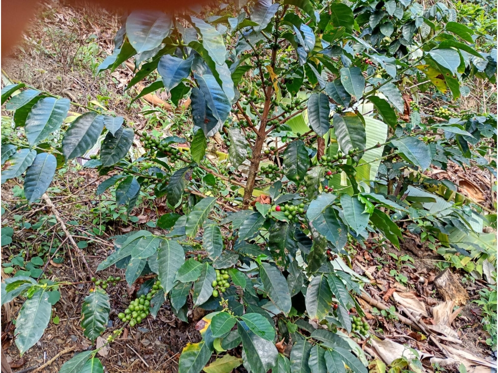 Finca en Venta en Guayabal de Siquíma a pocos km de Facatativá. - 1