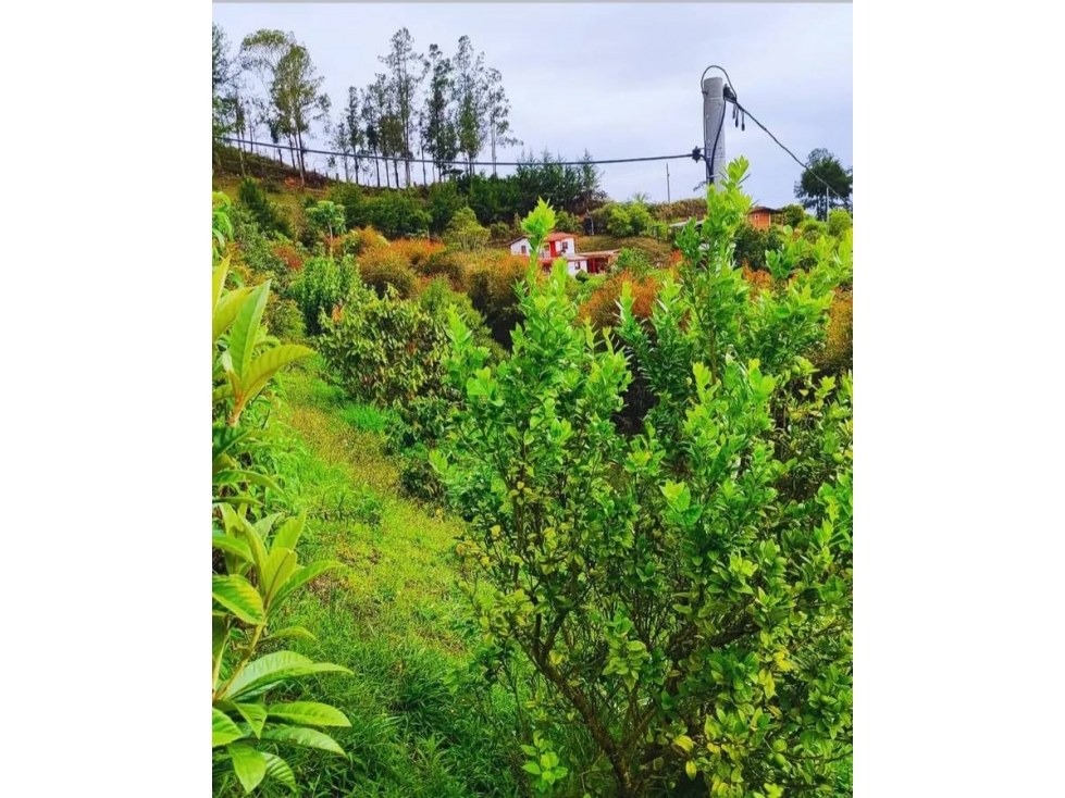 VENTA O CAMBIO DE FINCA EN SAN VICENTE DE FERRER VEREDA SAN ANTONIO — foto 3