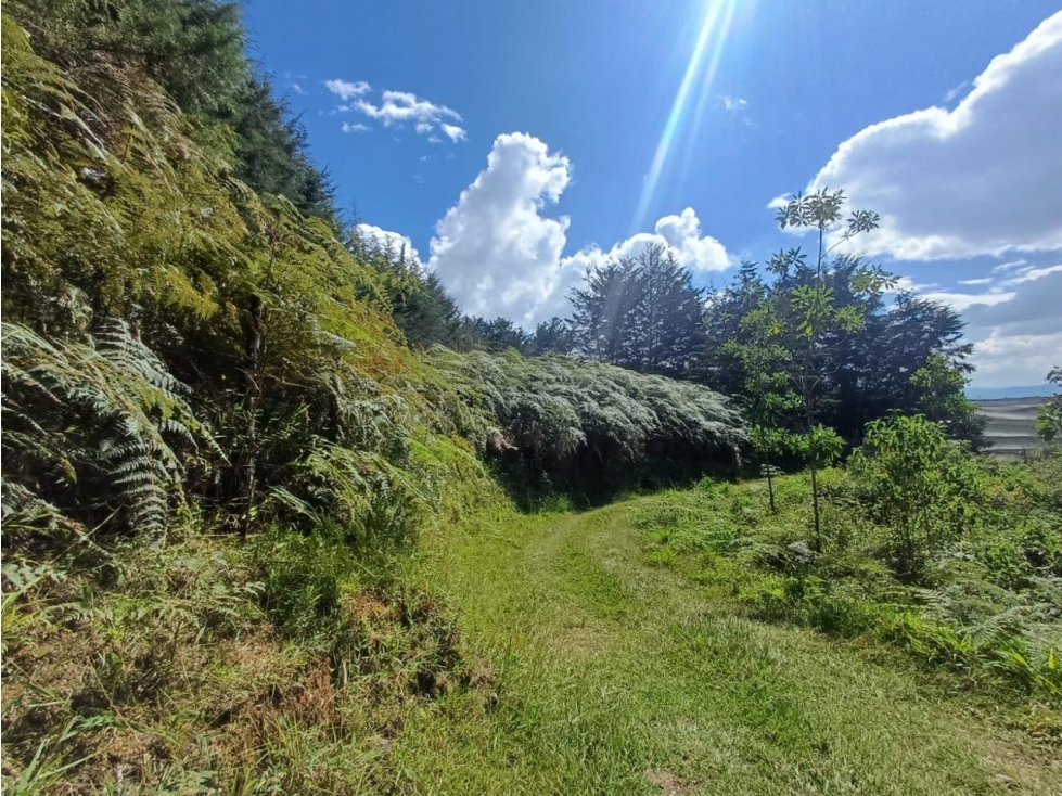 Lote en venta en San Vicente Ferrer (VEREDA LAS HOJAS)