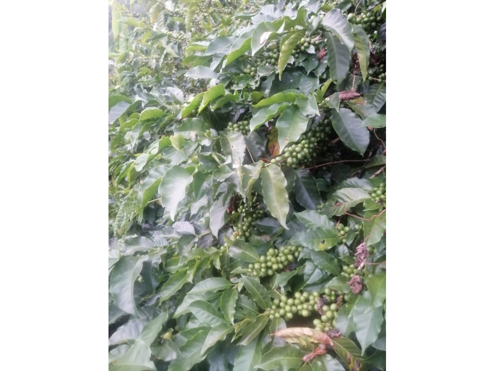 VENTA FINCA EN CONCORDIA, VEREDA BURGOS — foto 4