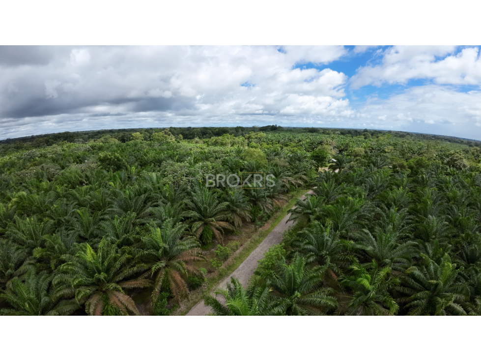 Finca de palmas aceiteras en venta - Aserrío de Gariché, Chiriquí - 2