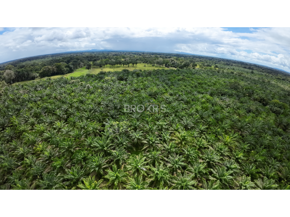 Finca de palmas aceiteras en venta - Aserrío de Gariché, Chiriquí - 3