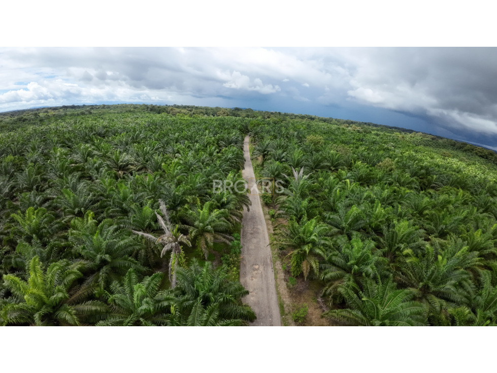 Finca de palmas aceiteras en venta - Aserrío de Gariché, Chiriquí - 4