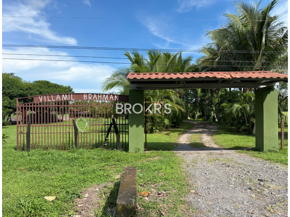Finca Ganadera en Venta - Canta Gallo, Alanje - 4