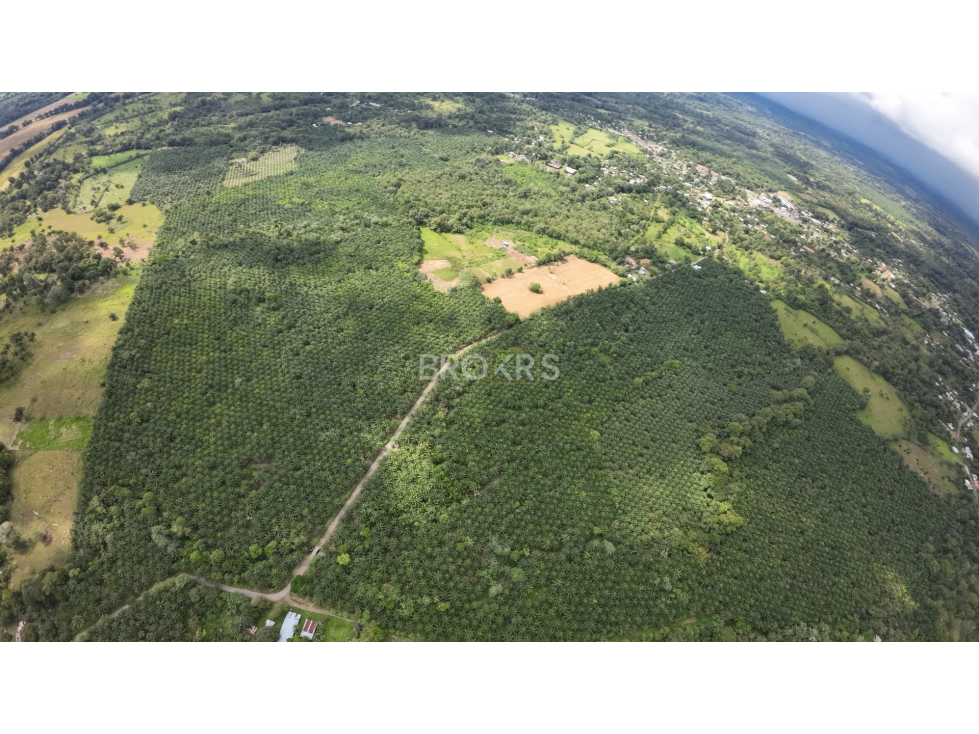 Finca de palmas aceiteras en venta - Aserrío de Gariché, Chiriquí - 5