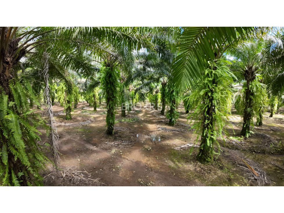 Finca de palmas aceiteras en venta - Aserrío de Gariché, Chiriquí - 6