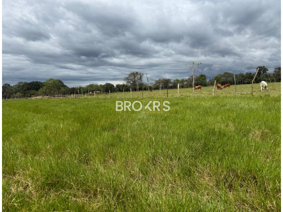 Finca Ganadera en Venta - Canta Gallo, Alanje - 6