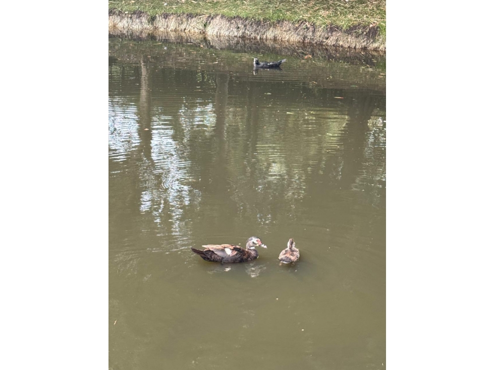 lote en parcelacion aguas claras en el carmen de viboral — foto 5