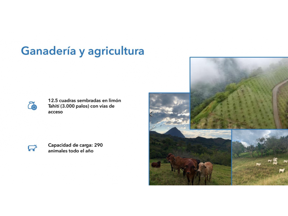 VENTA FINCA DE RECREO Y PRODUCTIVA EN VENECIA 243 CUADRAS — foto 6
