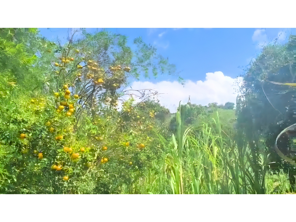 Finca Productiva en Pacho en Venta $ 350 Millones - 4
