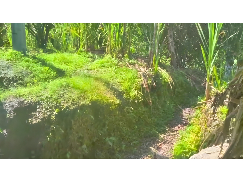 Finca Productiva en Pacho en Venta $ 350 Millones - 6