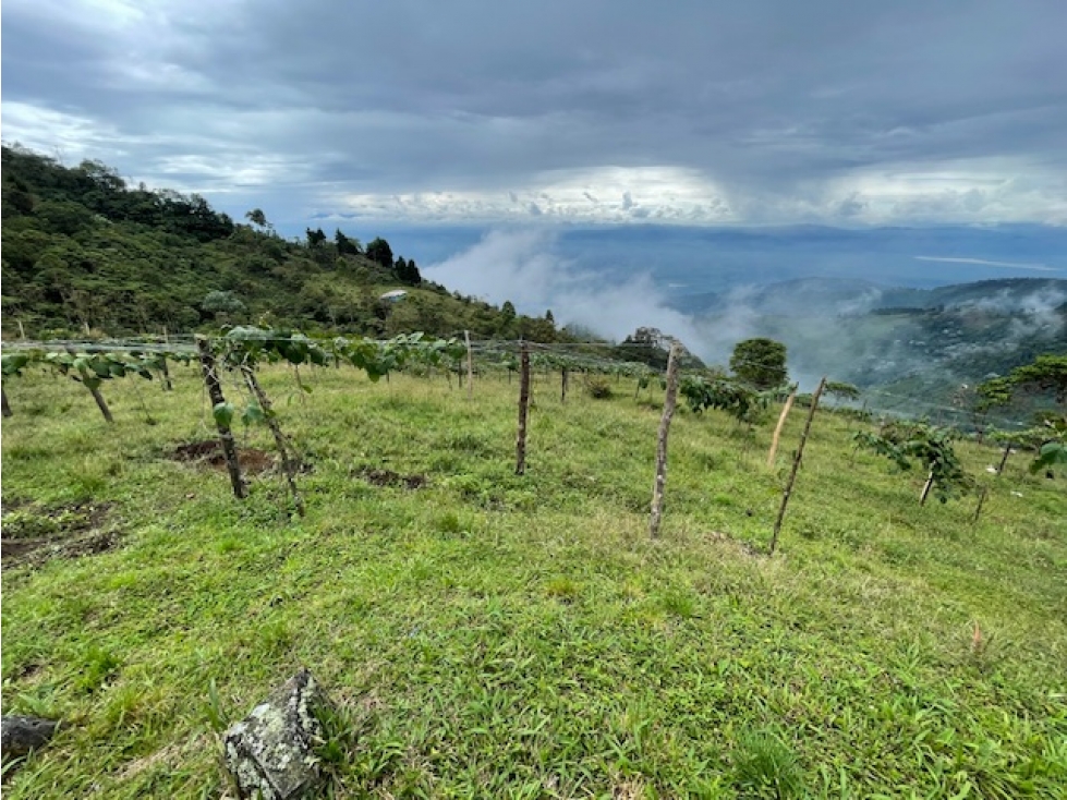 (MP) LOTE EN GINEBRA, VALLE - 6