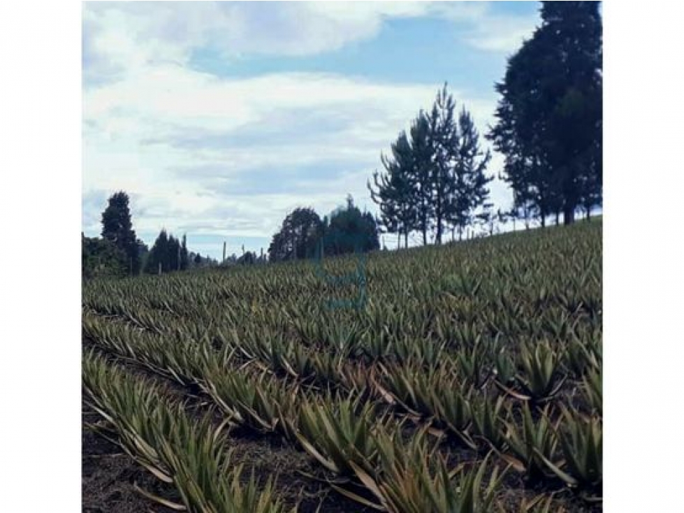 Venta lote espectacular indust./resid. Guarne $13.820.000.000 — foto 6