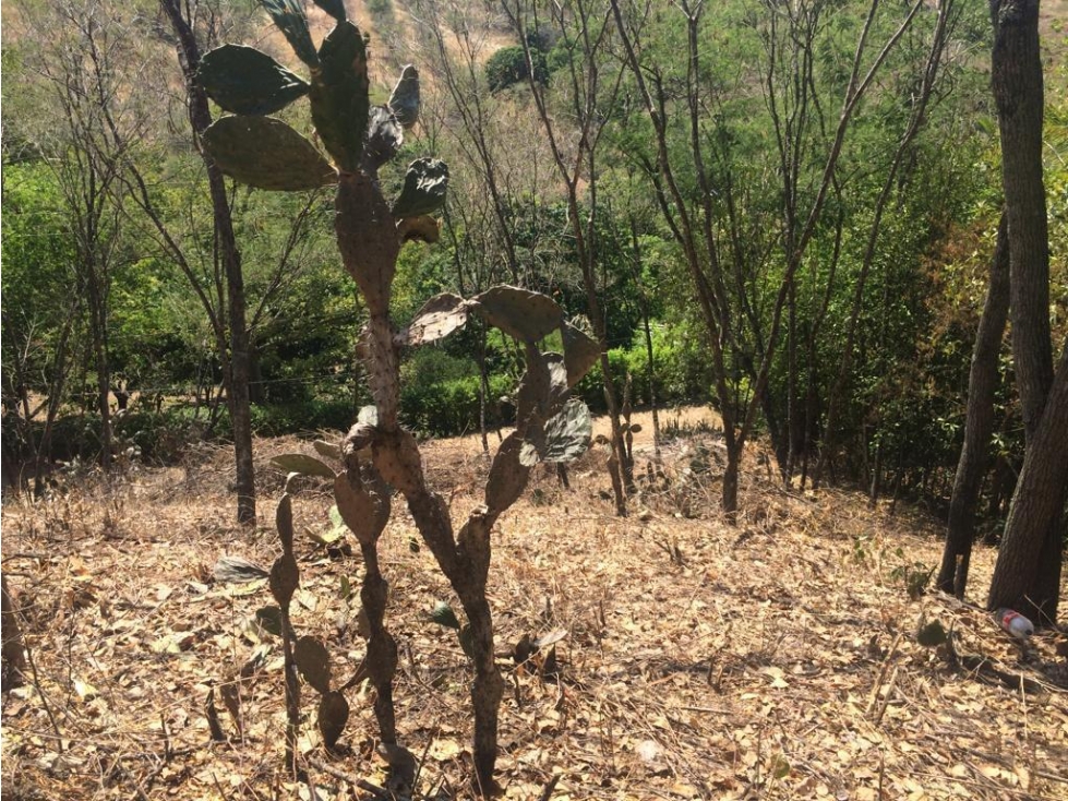 Venta De Lote En Parcelación Sopetran — foto 5