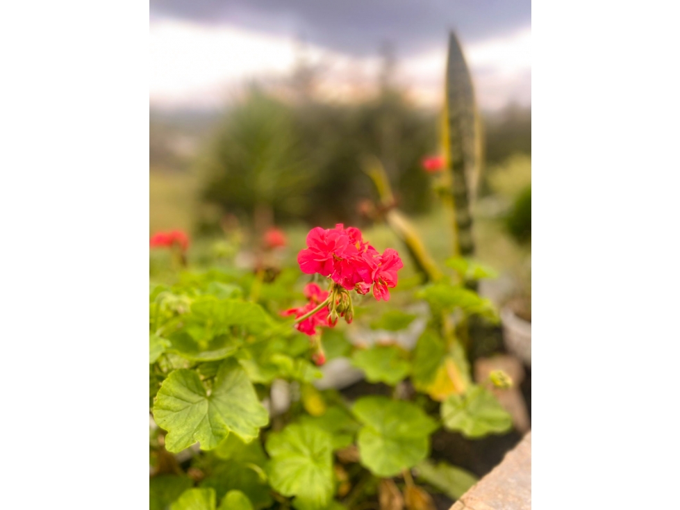 CASA DE DESCANSO EN GUARNE — foto 3