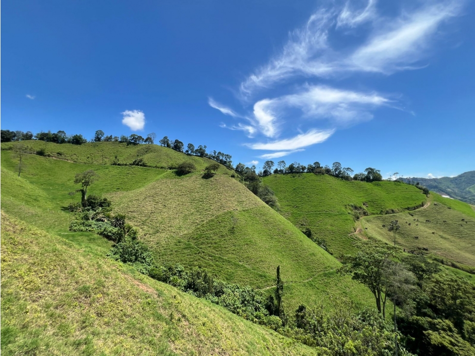 Venta de Finca y lote 22.000 m2 en Combia Pereira — foto 6