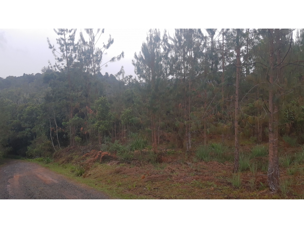 LFL-362-Lote Rural-Colinas San Sebastián-El Retiro-Carrizales — foto 5