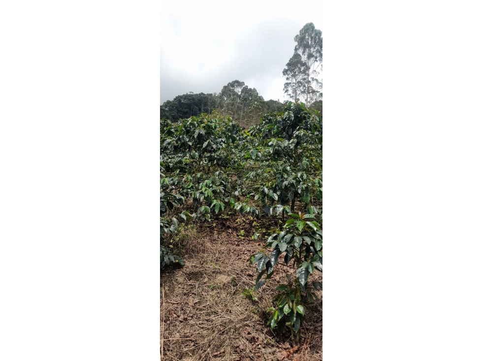 Finca en Pueblo Rico con infraestructura cafetera y 43,75 cuadras - 6