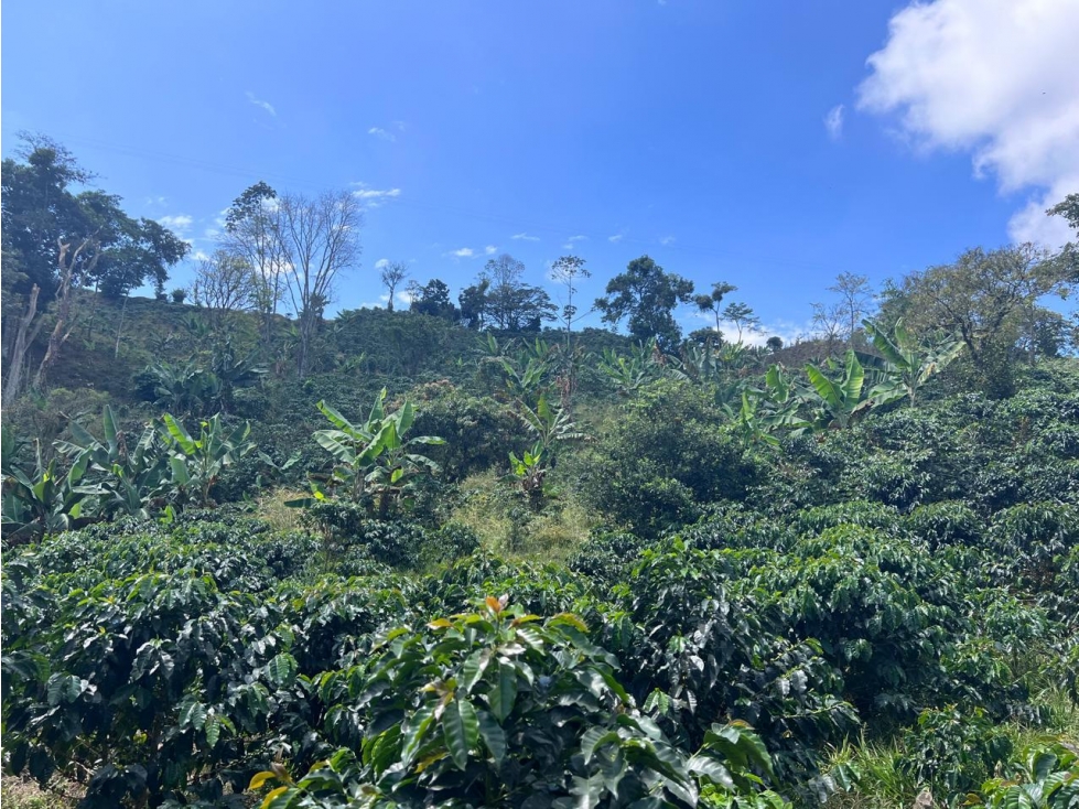 Hermosa Finca Cafetera Técnificada, en Belalcazar — foto 3