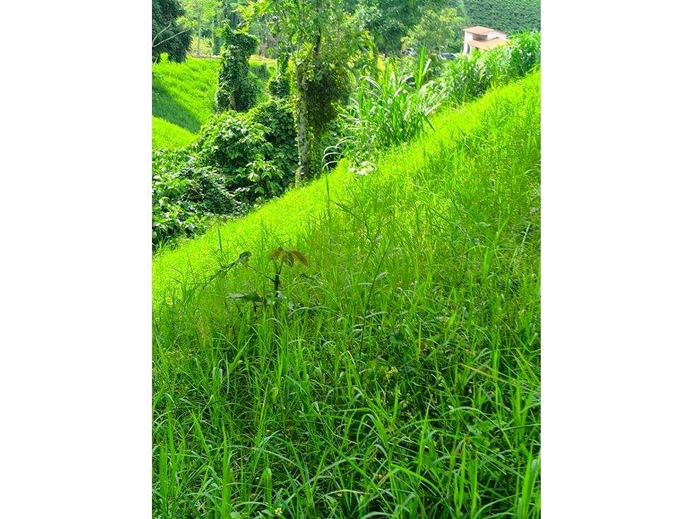 FINCA EN VENTA COMBIA, VÍA A MARSELLA, PEREIRA — foto 4
