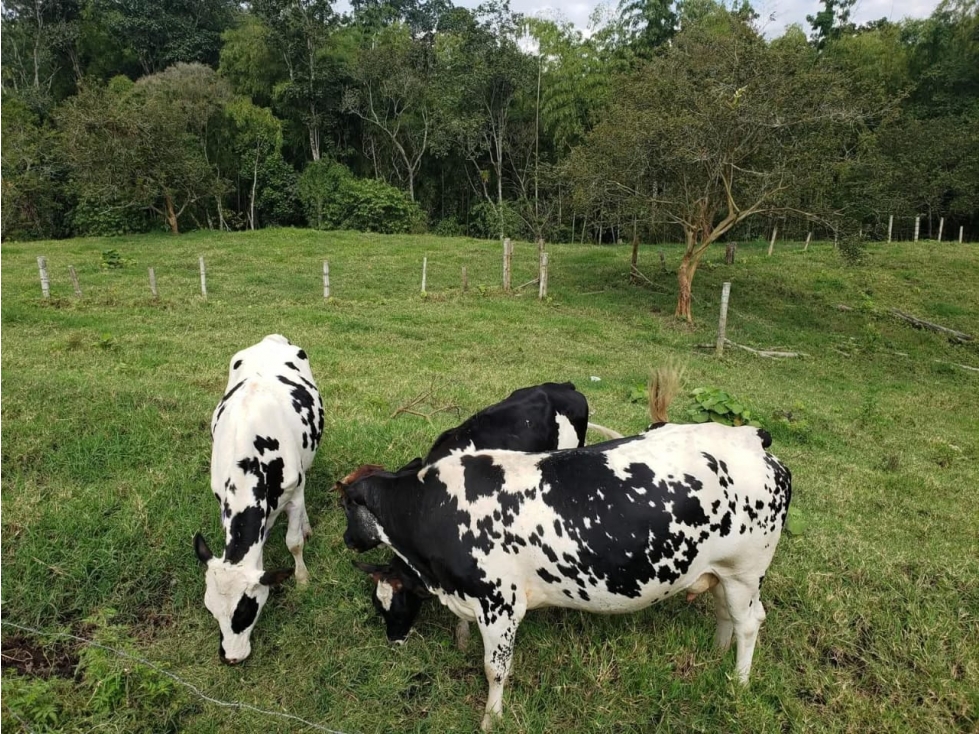 ¡Granja Productiva en EN EL EJE CAFETERO