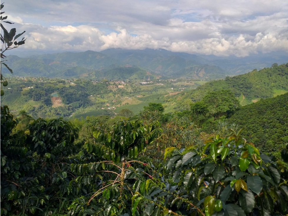 Finca productiva en venta Santa Rosa de Cabal - El Manzanillo