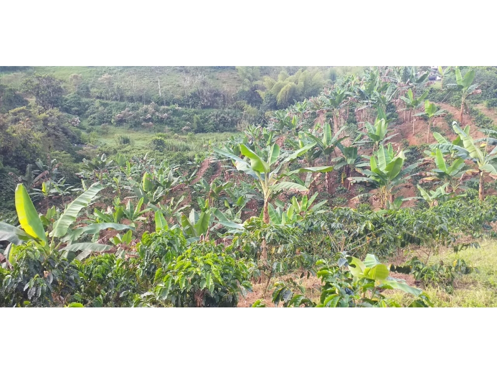 Finca Multipropósito en Combia Pereira — foto 6